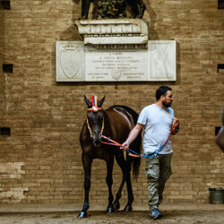 palio 2022-7